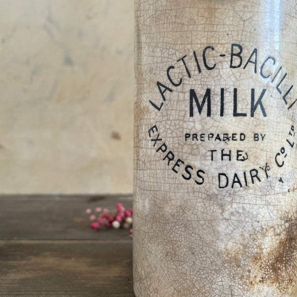 Antique Lactic-Bacilli Dairy Pot