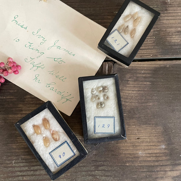 Three Beautiful Antique Shell Specimens