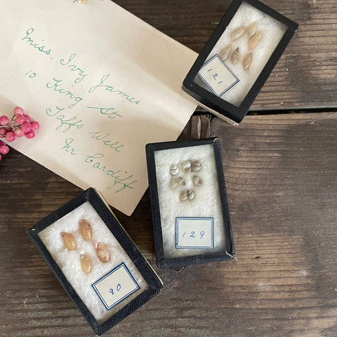Three Beautiful Antique Shell Specimens