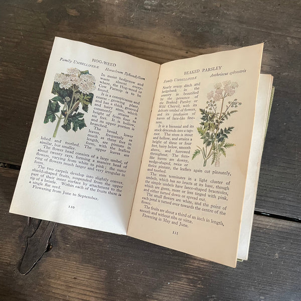 Vintage The Observe's Wild Flower Book