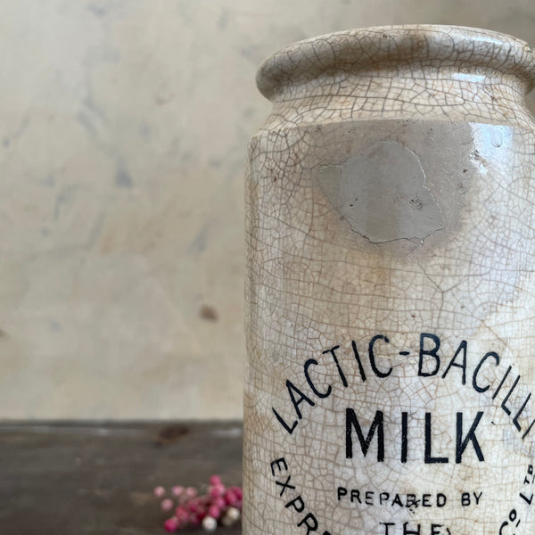 Antique Lactic-Bacilli Dairy Pot
