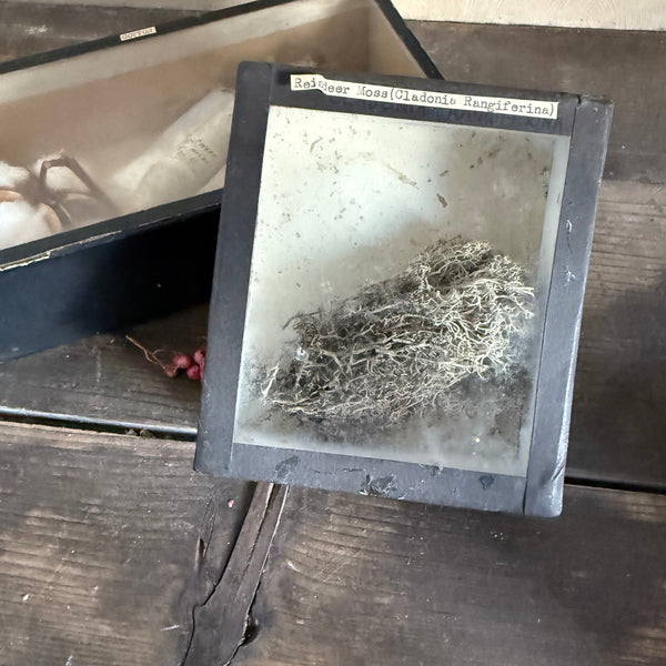 Antique Glass Lid Specimen boxes