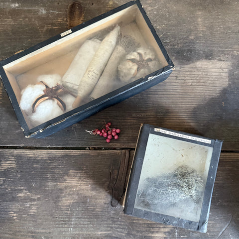 Antique Glass Lid Specimen boxes