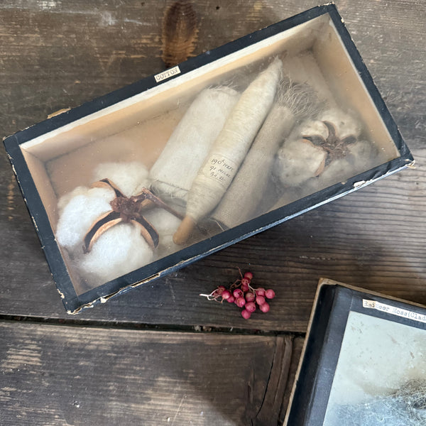 Antique Glass Lid Specimen boxes