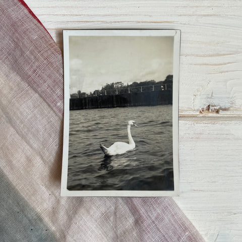 Vintage Photograph of a Swan