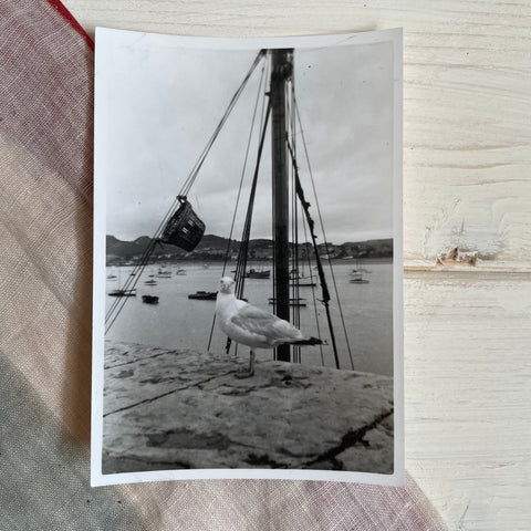 Vintage Photograph of a Seagull