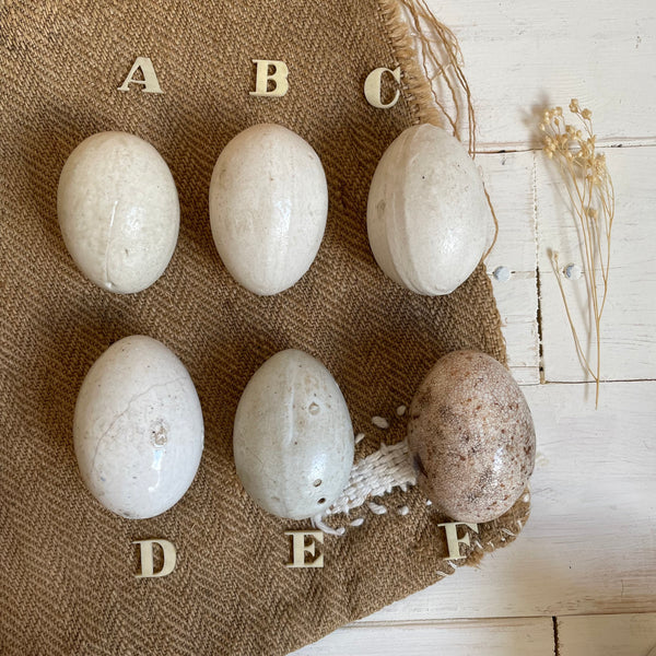 Super Rare Dummy / Brooding Eggs