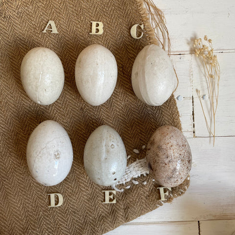 Super Rare Dummy / Brooding Eggs