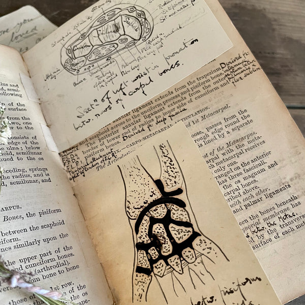 Rare Victorian Anatomist Book with Drawings
