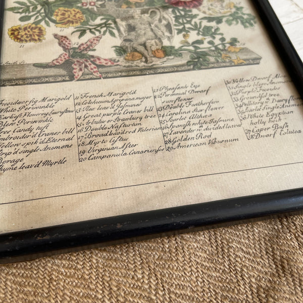 Victorian Botanical Hand Coloured Print