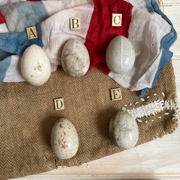 Super Rare Dummy / Brooding Eggs