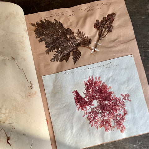 Antique Herbarium Book 1845-1863