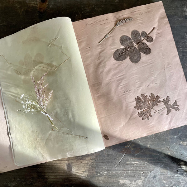 Antique Herbarium Book 1845-1863