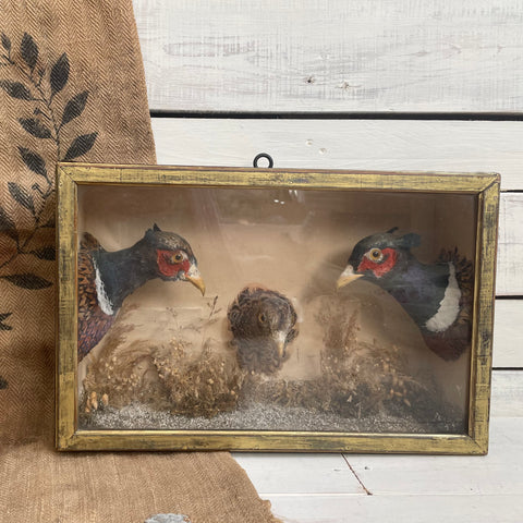 Beautiful Unusual Edwardian Bird Taxidermy