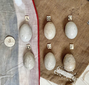 Super Rare Dummy / Brooding Eggs