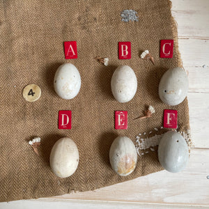 Super Rare Dummy / Brooding Eggs