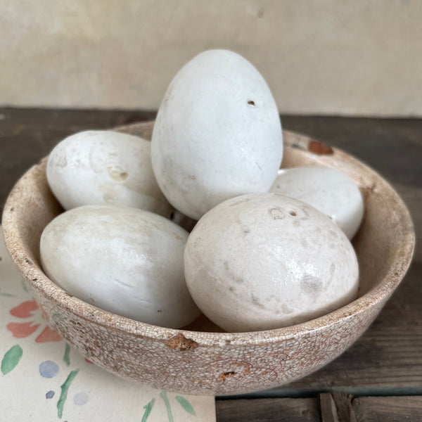 Super Rare Dummy / Brooding Eggs