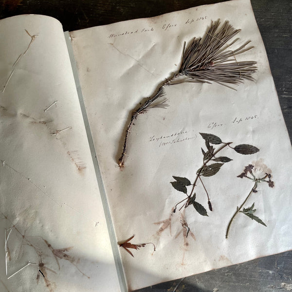 Antique Herbarium Book 1845-1863