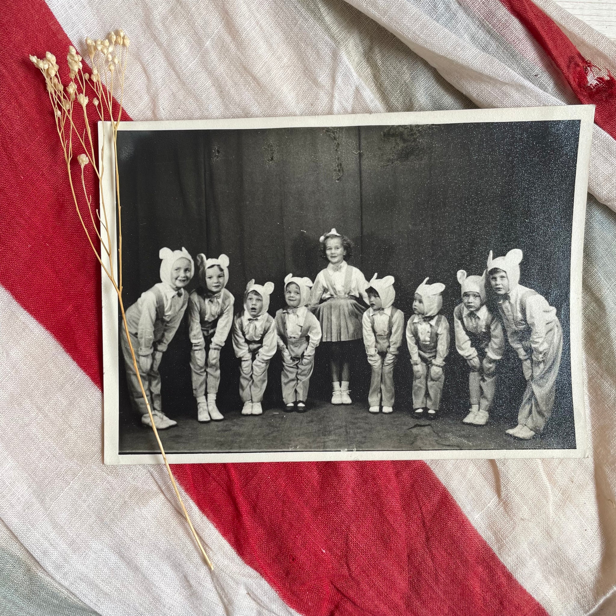 Vintage Fancy Dress Bears Photographs