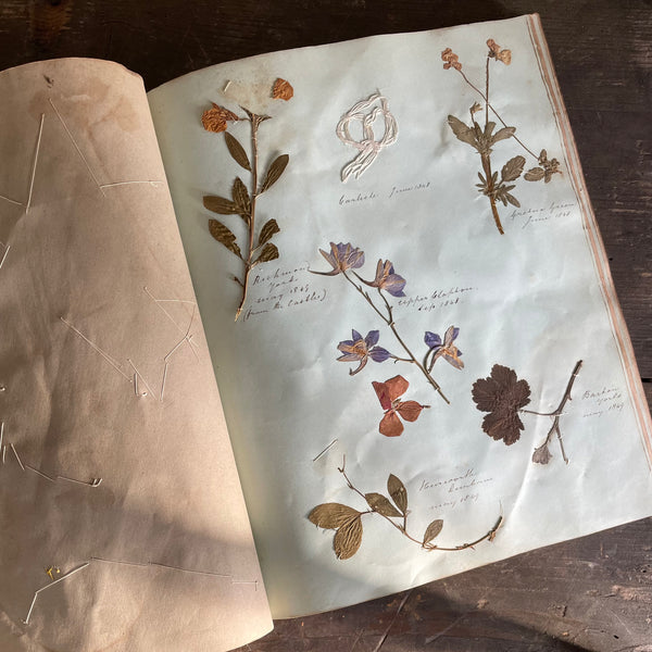 Antique Herbarium Book 1845-1863
