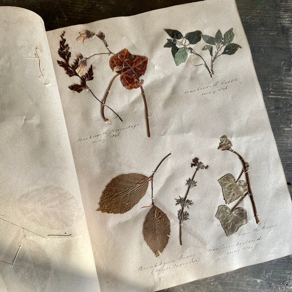 Antique Herbarium Book 1845-1863