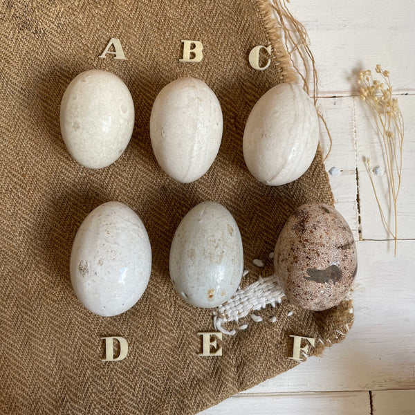 Super Rare Dummy / Brooding Eggs